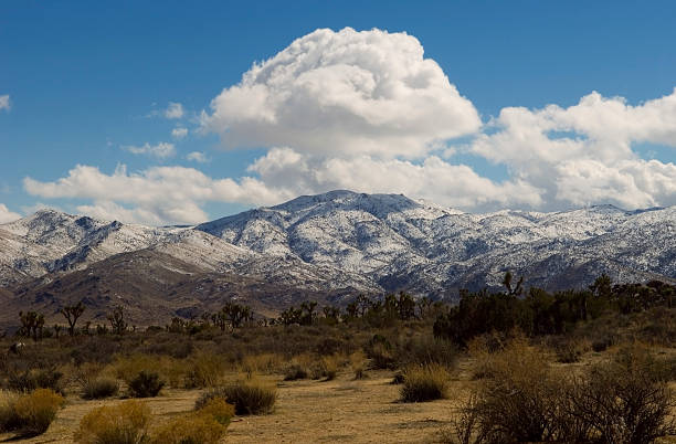 istock Joshua Tree & Hills after snow 90915687