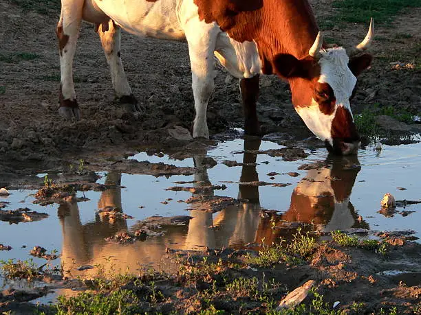 Cow beside puddles in the evening