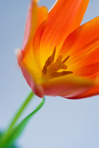 tulip blossoms at springtime