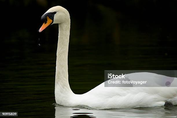 Cigno Bianco - Fotografie stock e altre immagini di Acqua - Acqua, Ala di animale, Ambientazione esterna