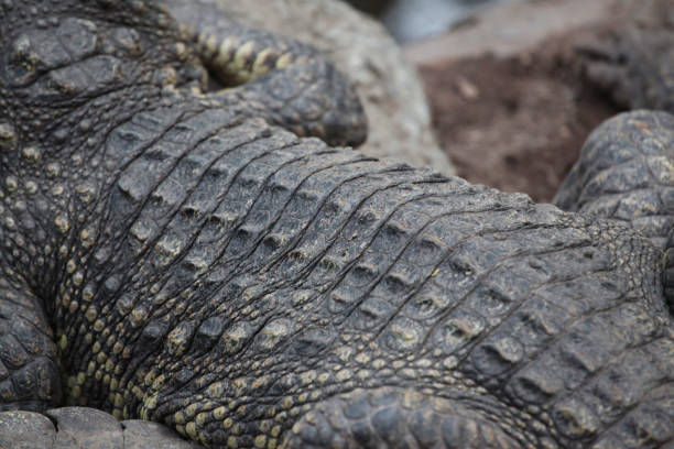 istock close up salt crocodile skin. 909158966