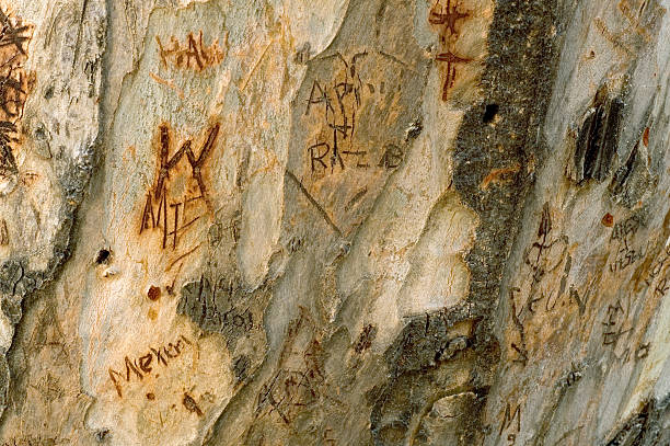 baum-graffiti - carved rock stock-fotos und bilder