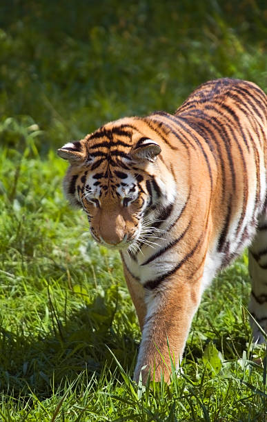 istock Amur Tiger (Panthera tigris altaica) Stalks in Grass 90916178