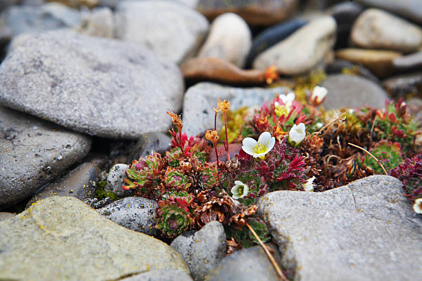 Sommer Blumen auf Svalbard – Foto