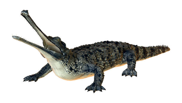 3D rendering gharial on white 3D rendering of a gharial or Gavialis gangeticus, or gavial, or fish-eating crocodile isolated on white background gavial stock pictures, royalty-free photos & images
