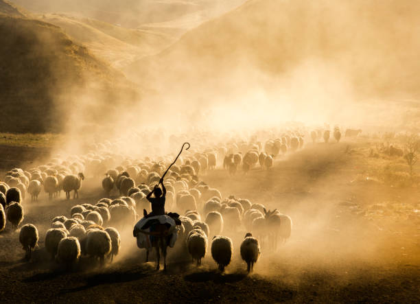 un gregge di pecore - sheep flock of sheep pasture mountain foto e immagini stock