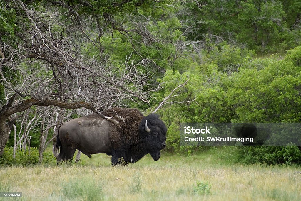 Monster Buffalo bajo un árbol - Foto de stock de Aire libre libre de derechos