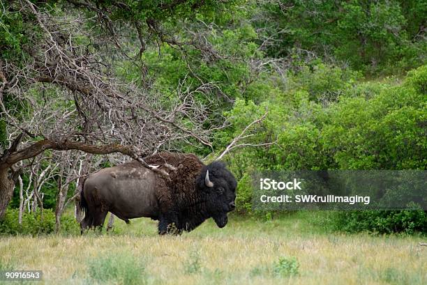 Monstro Buffalo Debaixo De Uma Árvore - Fotografias de stock e mais imagens de Animal selvagem - Animal selvagem, Ao Ar Livre, Bisonte americano