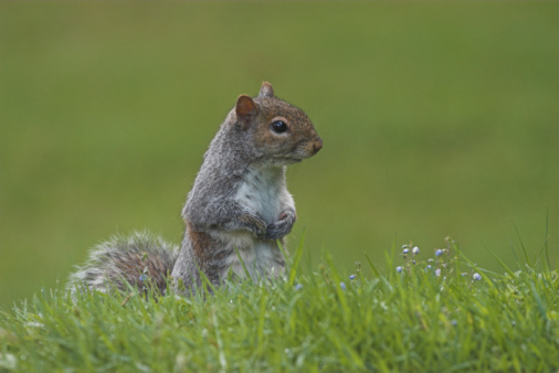 A delightful cheeky shot of a grey squirrel climbing a tree and looking directly at the camera.