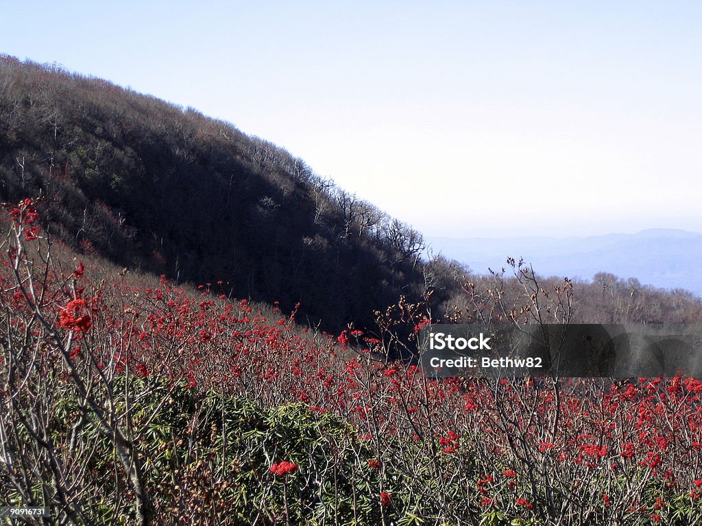Красные ягоды на горы - Стоковые фото Аппалачиа роялти-фри
