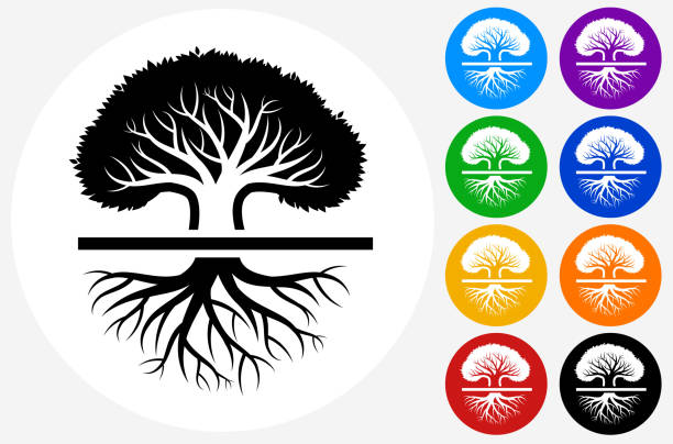 Large old oak tree. Large old oak tree.The icon is black and is placed on a round blue vector button. The button is flat white color and the background is light. The composition is simple and elegant. The vector icon is the most prominent part if this illustration. There are eight alternate button variations on the right side of the image. The alternate colors are orange, red, purple, yellow, black, green, blue and indigo. origins stock illustrations