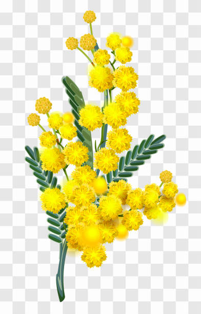 Yellow mimosa flower branch isolated on transparent background Yellow mimosa flower branch isolated on transparent background. Vector nature illustration acacia tree stock illustrations