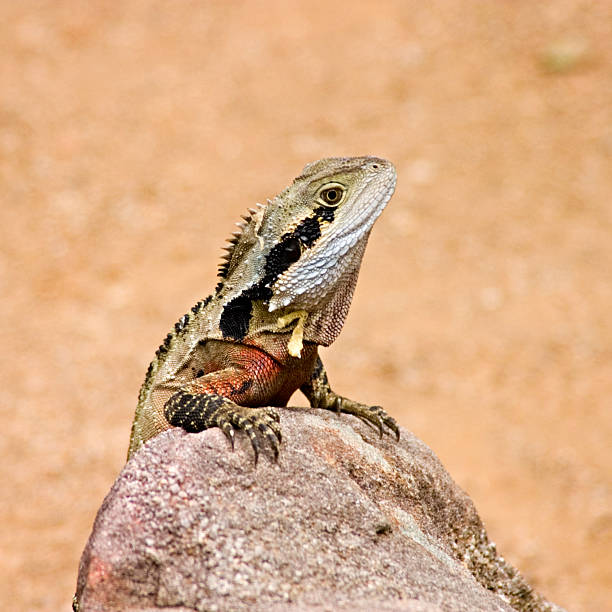 Reptile portrait at the zoo