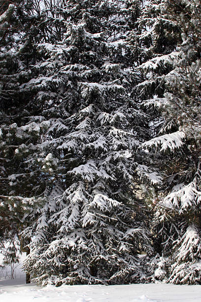 雪のクリスマスツリー ストックフォト
