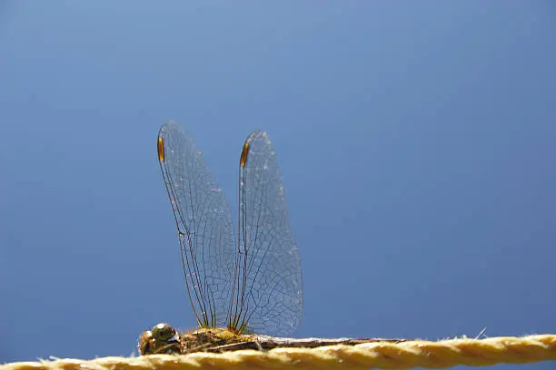 a dragon fly has settle on a clothes line set against the blue sky