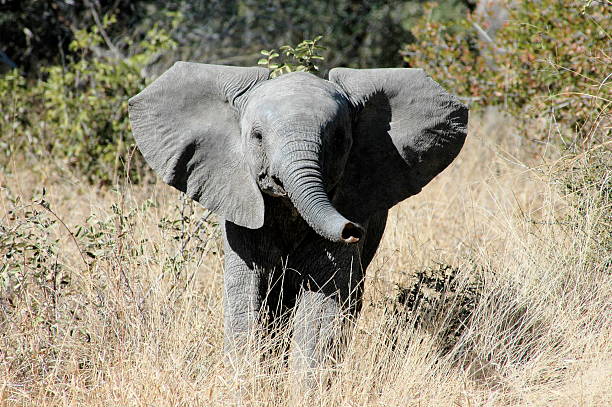 Cтоковое фото Baby Слон - 2