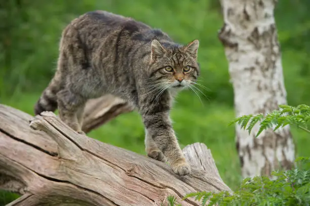 Scottish Wildcat on large tree trunk