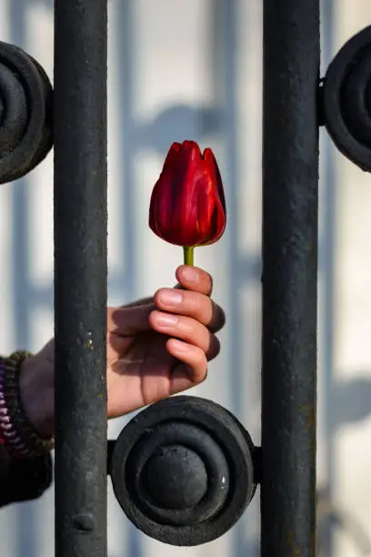 Photo of Bud of a red tulip in the hand of a young girl behind an iron fence