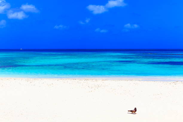 tropikalna turkusowa plaża z jednym ptakiem morskim, turks i caicos, morze karaibskie - turks and caicos islands caicos islands bahamas island zdjęcia i obrazy z banku zdjęć