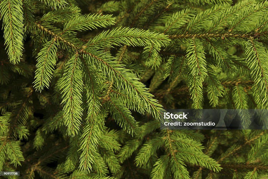 Arbre de Noël en arrière-plan - Photo de Activité sans mouvement libre de droits