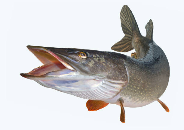 istock A river pike with wide open mouth free 909178120