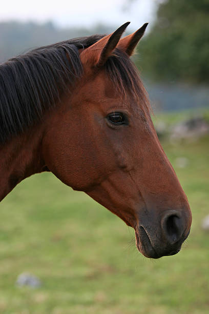 istock horse portrait 90917918