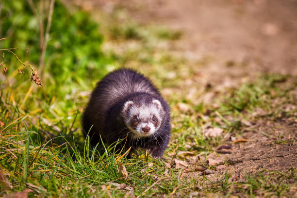 istock the ferret walks in the park 909179396