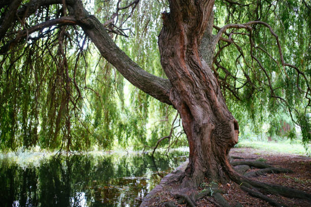 albero di salice nel parco pubblico di londra - salice foto e immagini stock