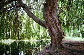Willow tree in London public park