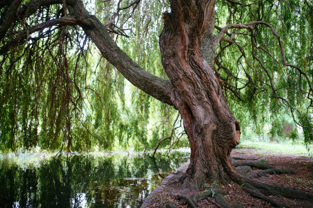 Willow tree in London public park Willow tree in the London public park next to the small lake. willow tree photos stock pictures, royalty-free photos & images