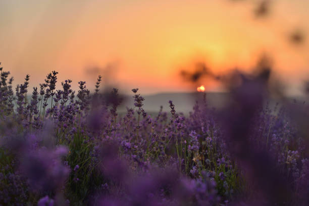istock Flowering lavender field in summer at sunset 909180230
