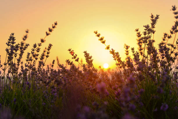 istock Flowering lavender field in summer at sunset 909180500