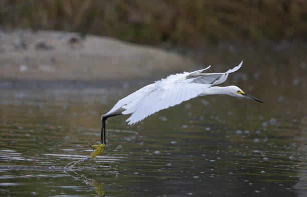 istock Snowy egret (Egretta thula) in flight  foraging for fish in water. 909180510
