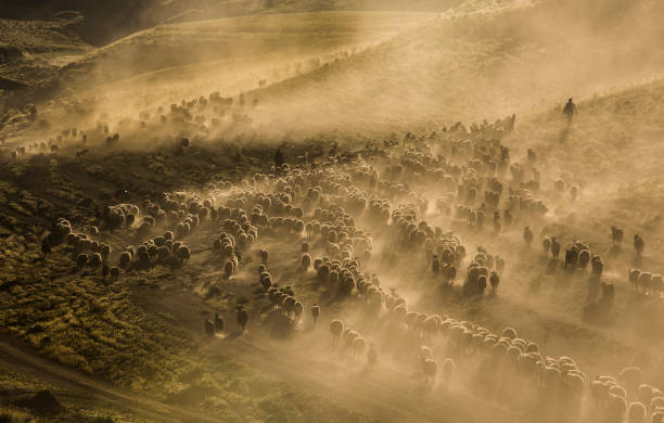 A flock of sheep