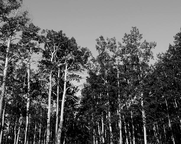 Aspen Grove stock photo