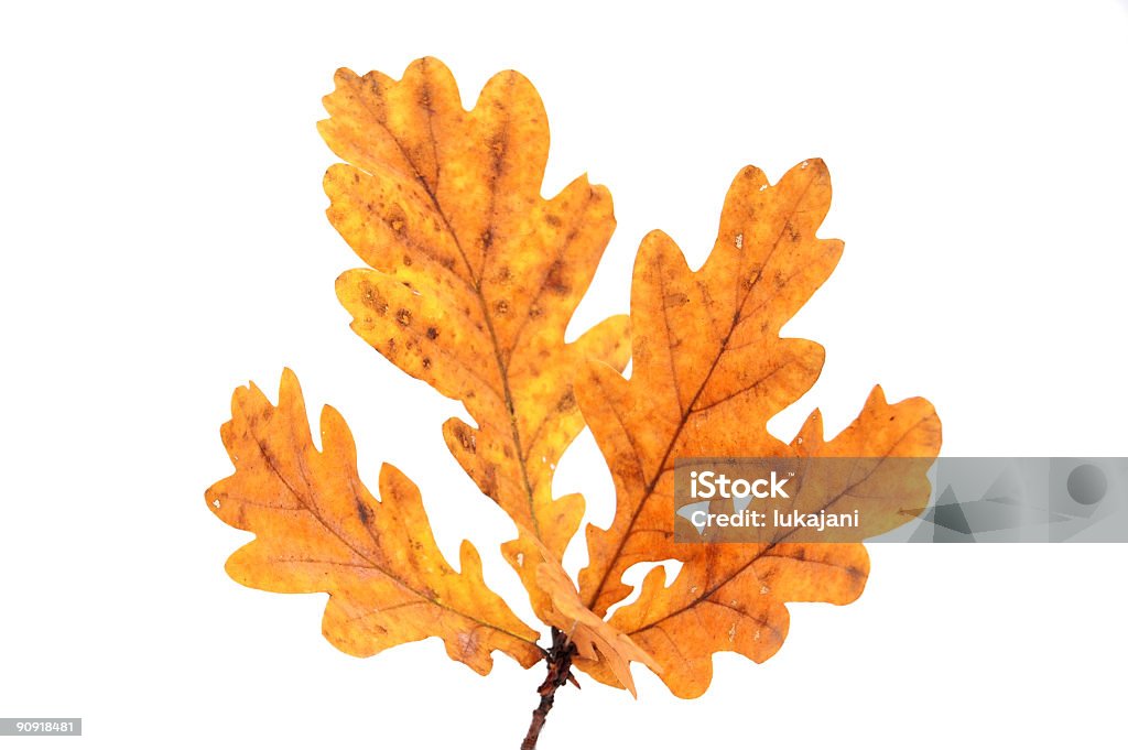 Zweig der oak mit Blätter im Herbst Farbe - Lizenzfrei Asche Stock-Foto