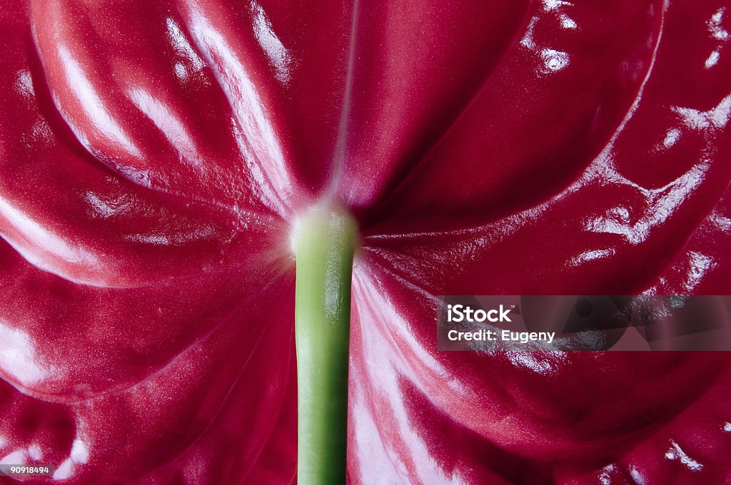 flower  Anthurium Stock Photo