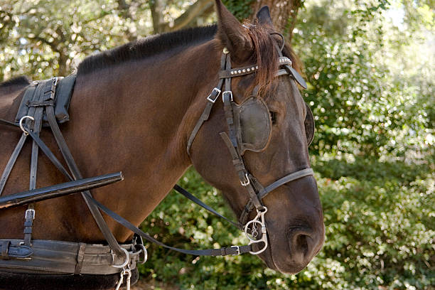 A bay welsh cob in full driving harness.