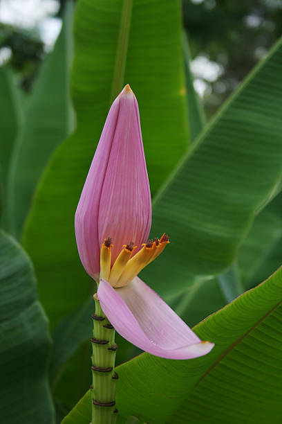 istock Flower of banana 90919075