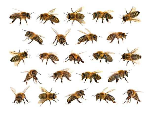 istock group of bee or honeybee on white background, honey bees 909191194