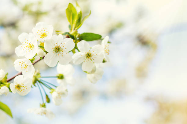 istock Spring background art with white cherry blossom. Beautiful nature scene with blooming tree and sun flare. Sunny day. Spring flowers. Beautiful orchard. Abstract blurred background. Shallow depth of field. 909191270