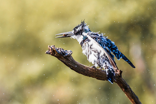 Pied Kingfisher seen perched on a branch after catching his fish, shaking off all water droplets. They live off fish and insects and are found mainly in Africa and Asia.