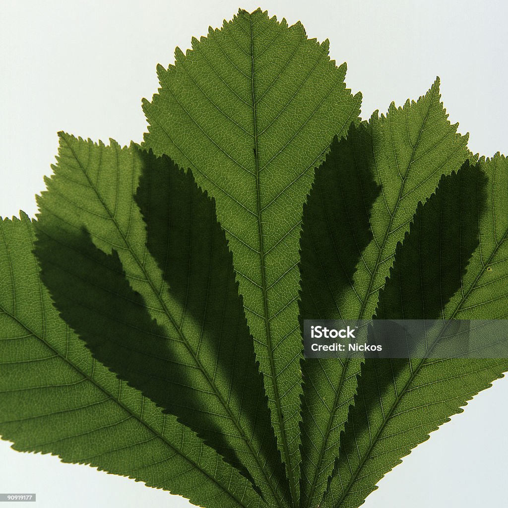 Feuilles de Platane silhoette (Acer pseudoplatanus - Photo de Arbre libre de droits