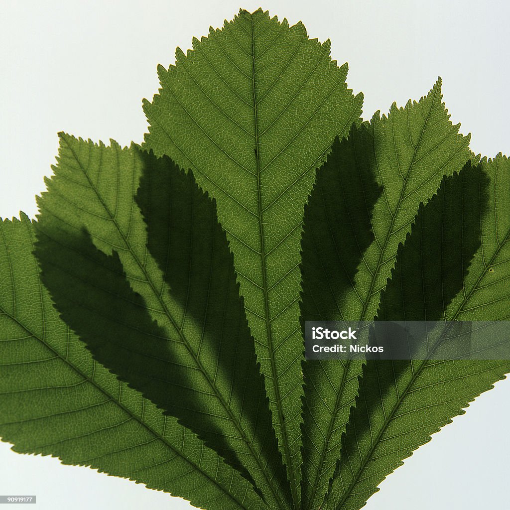 Sycamore folhas em silhoette (Acer pseudoplatanus - Royalty-free Cor verde Foto de stock