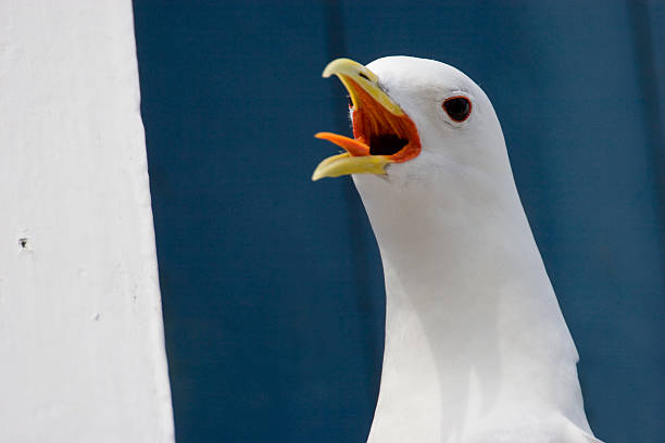 Screaming seagull. stock photo