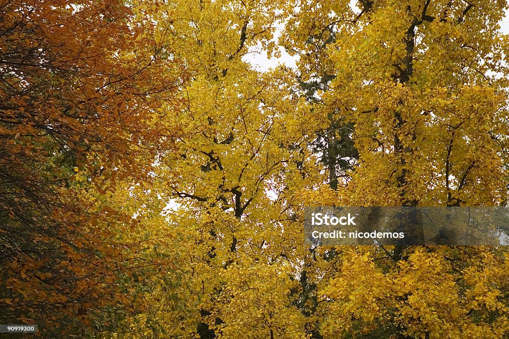 Den Herbst - Lizenzfrei Ast - Pflanzenbestandteil Stock-Foto