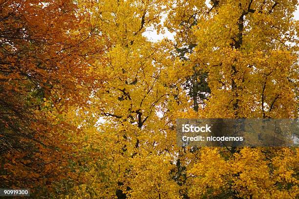 Den Herbst Stockfoto und mehr Bilder von Ast - Pflanzenbestandteil - Ast - Pflanzenbestandteil, Baum, Bildhintergrund