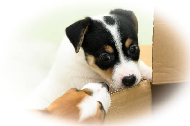 istock Small cute funny jack russell terrier puppies playing with a cardboard box 909193446