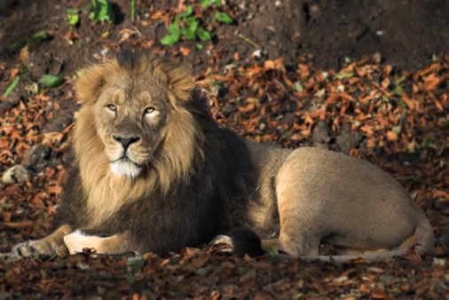 Lion in Etosha Nationalpark Namibia