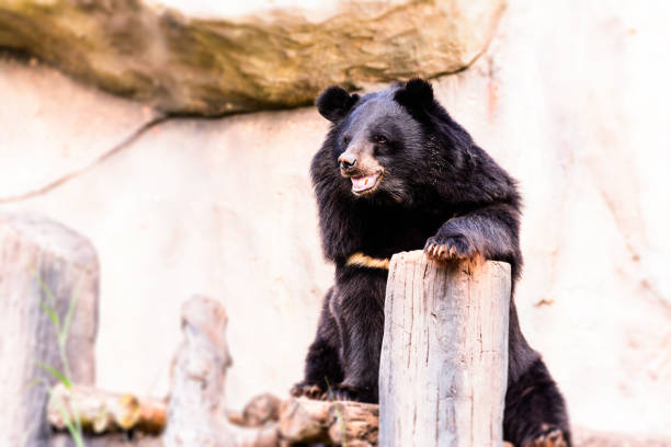 istock Asian black bear is happy in the zoo. 909196680